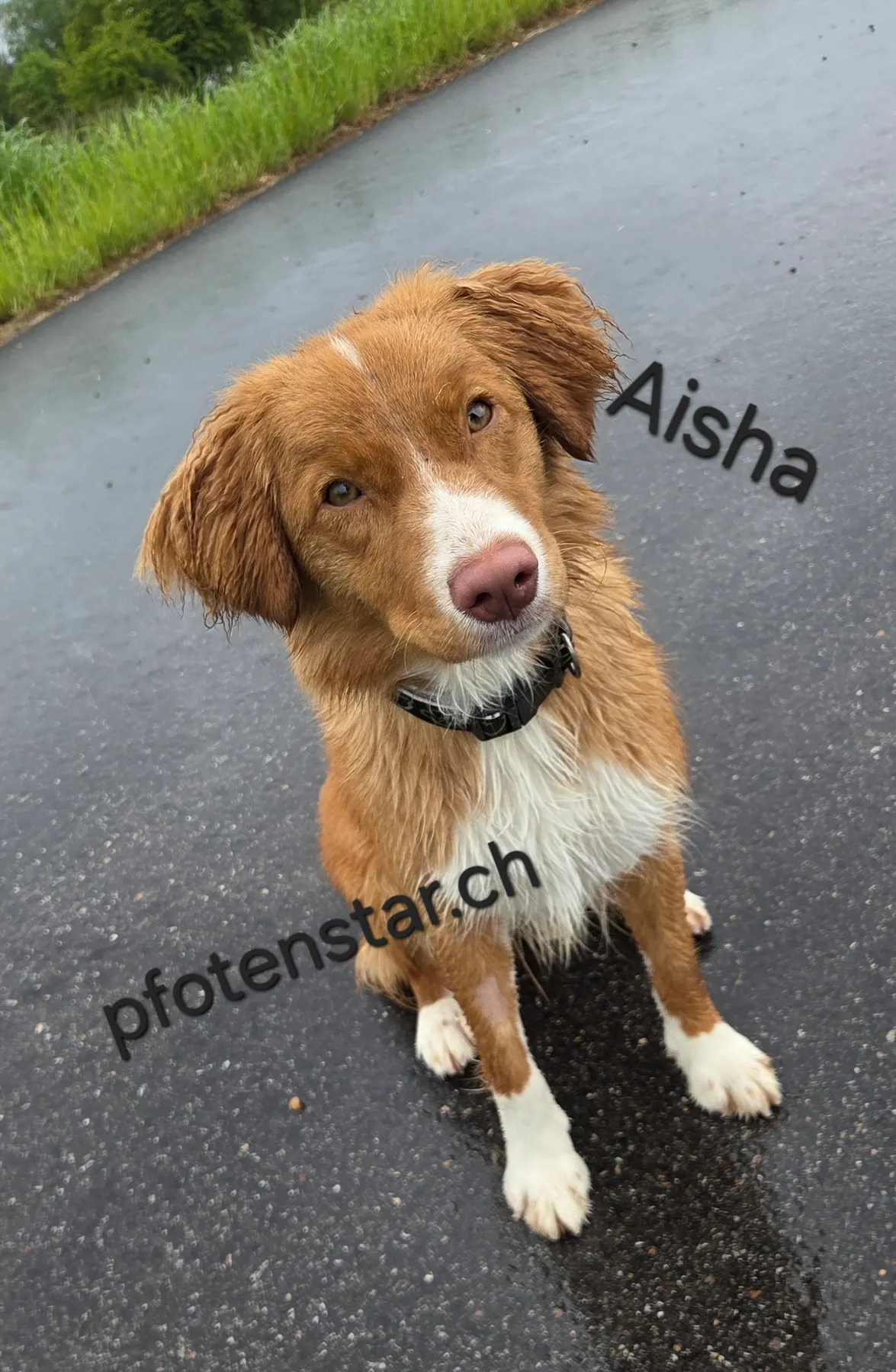 Aisha sitzend auf nassem Asphalt