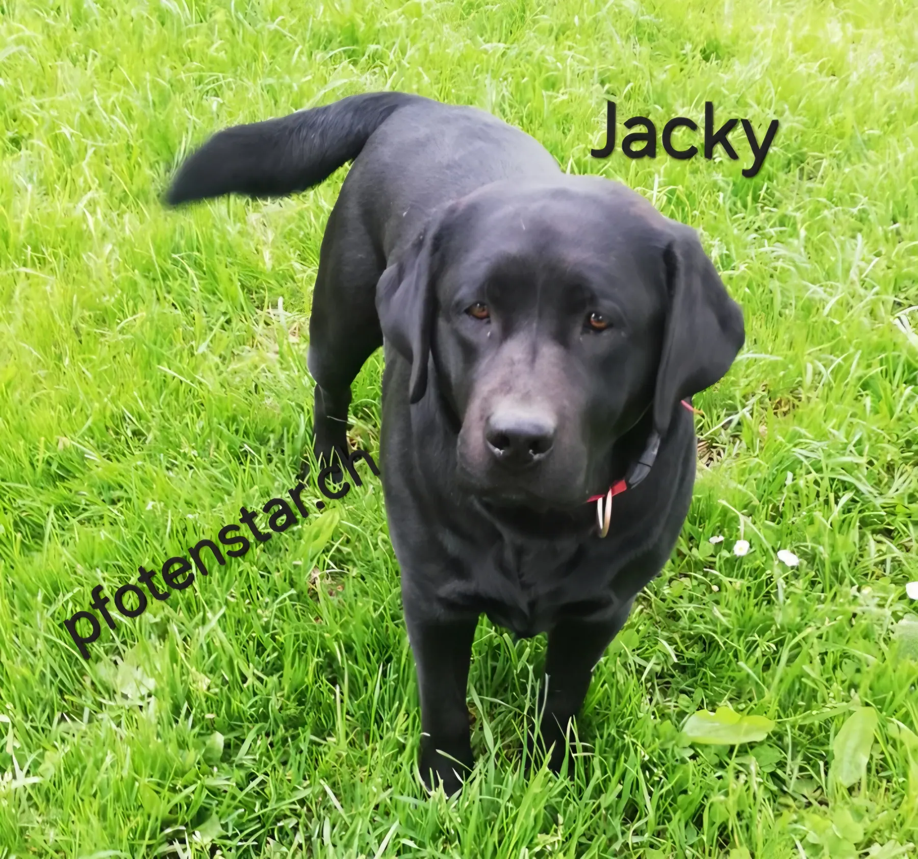 Jacky auf einer Wiese