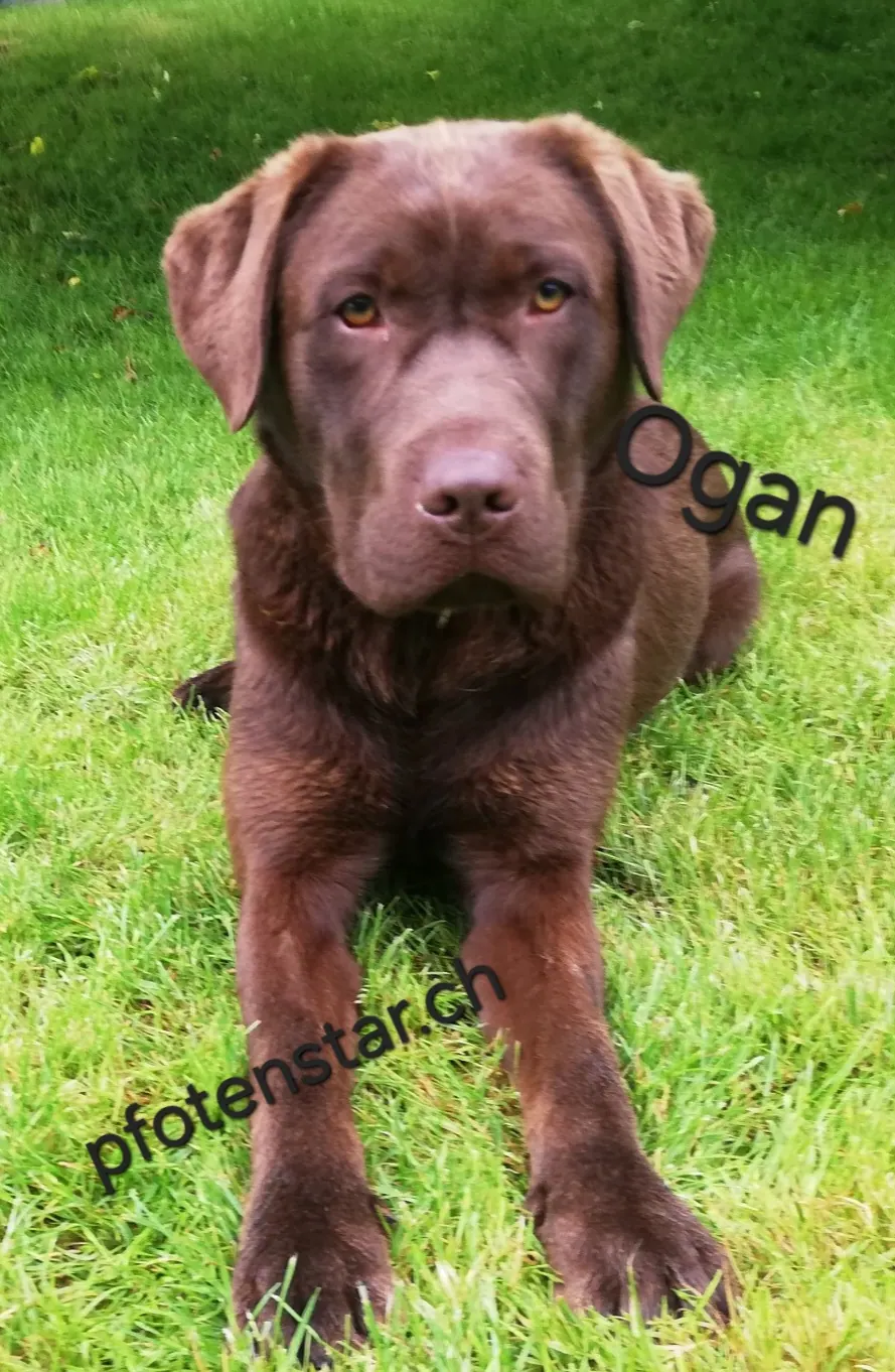 Ogan auf einer Wiese
